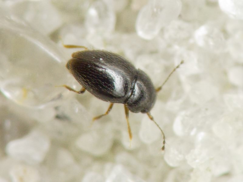 Ptenidium Erichson, 1845